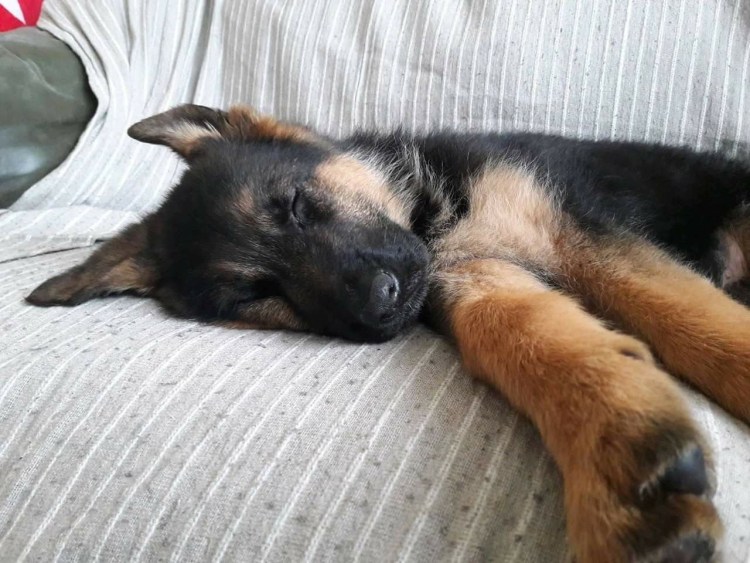 Спящий щенок немецкой овчарки