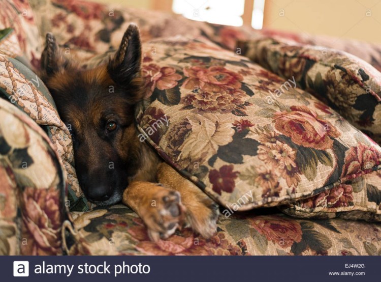 Немецкая овчарка спит в машине