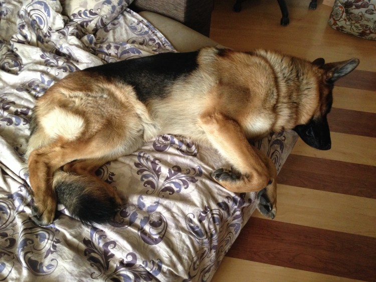 Немецкая овчарка на диване