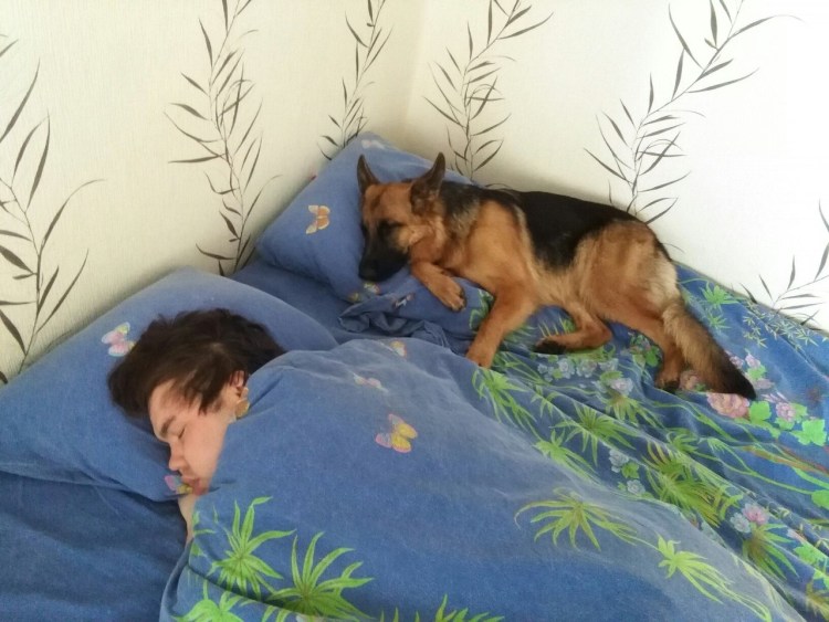 Немецкая овчарка спит