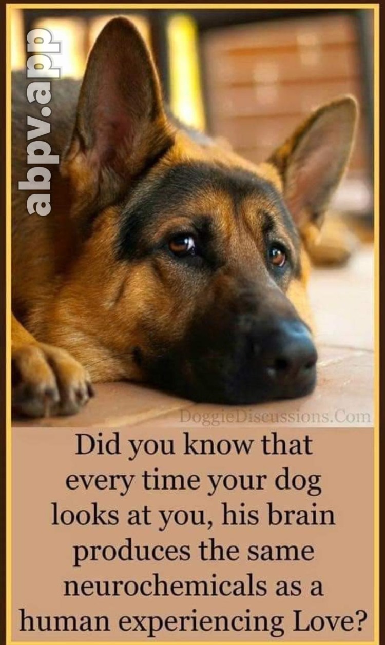 Собаки для квартиры