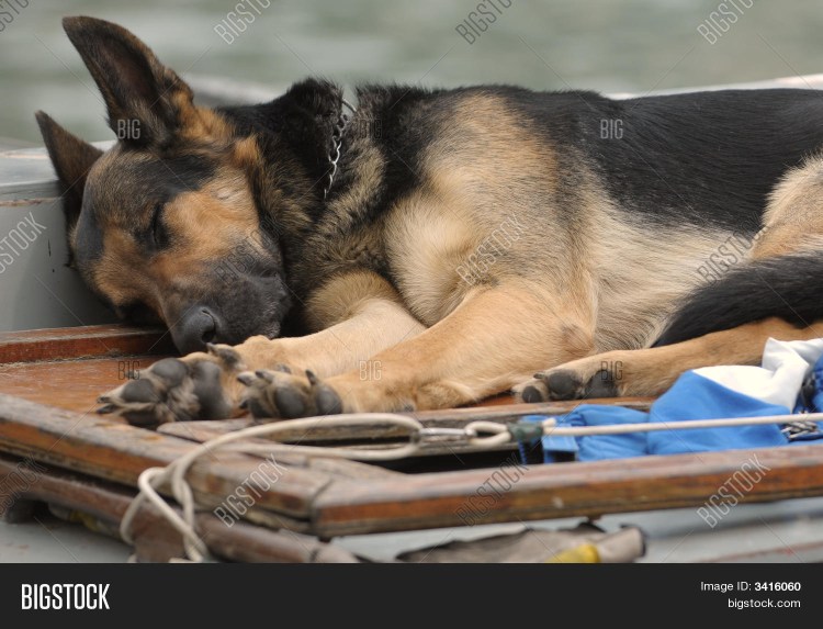 Уставшая овчарка