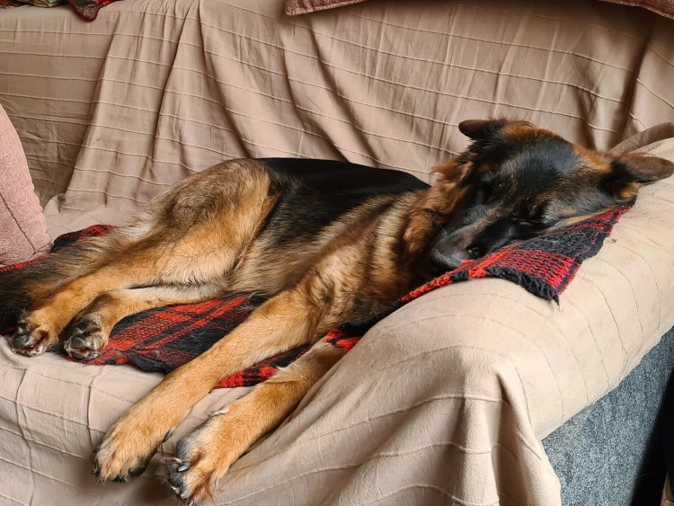 Немецкая овчарка спит арт