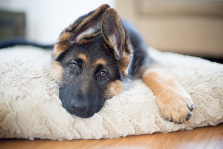 Немецкая овчарка спит