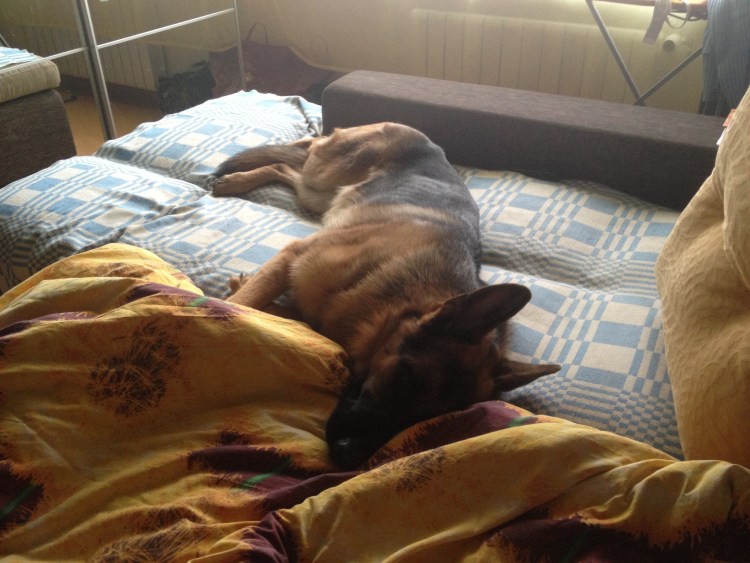 Немецкая овчарка на кровати