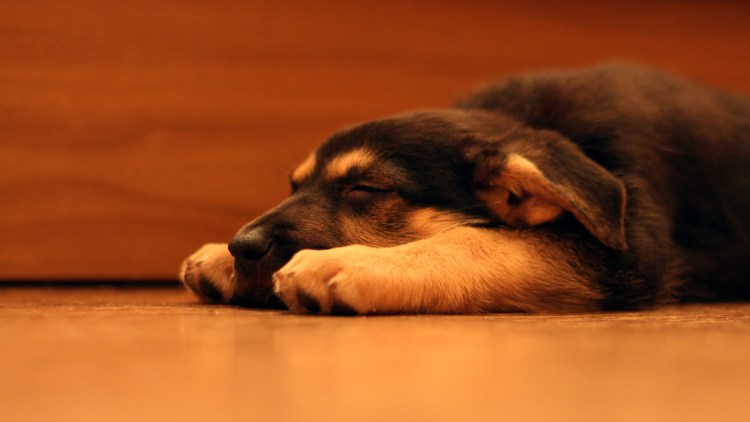 Спящие овчарки