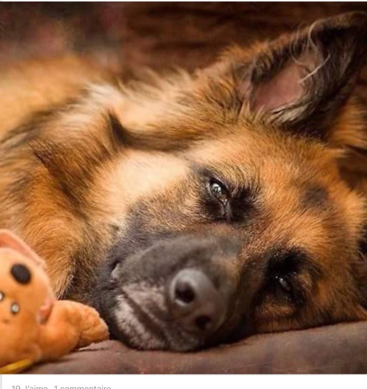 Спящие овчарки