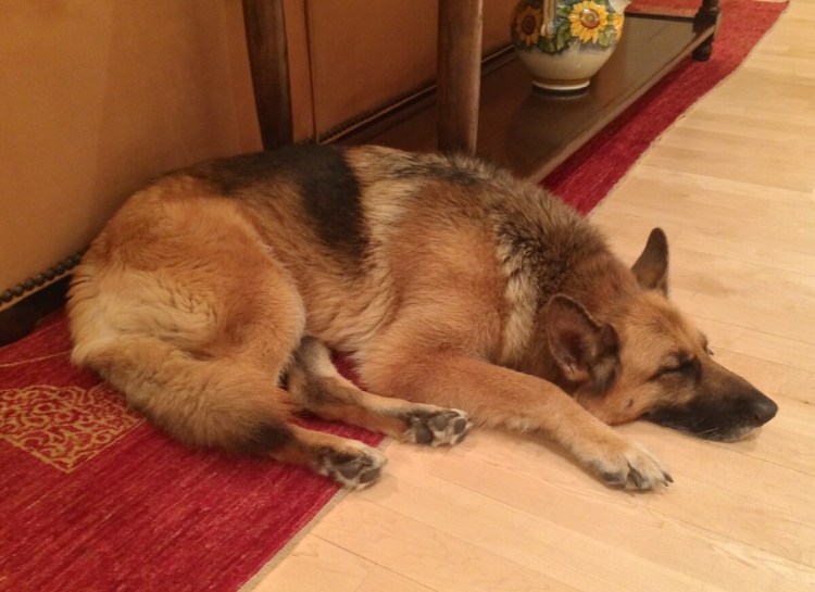 Немецкая овчарка лежит