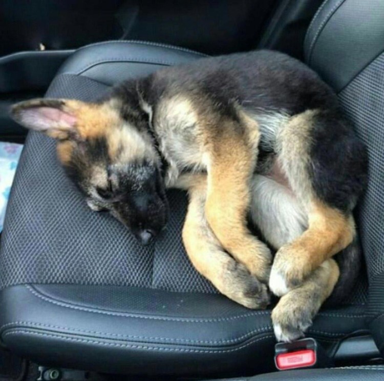 Щенок немецкой овчарки спит