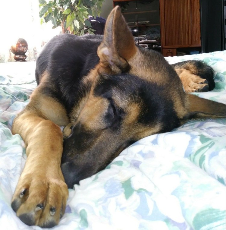 Немецкая овчарка спит