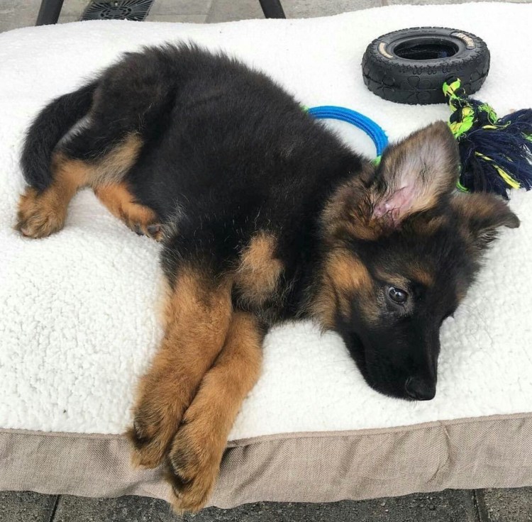 Спящие щеночки овчарки