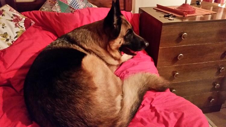 Немецкая овчарка на кровати