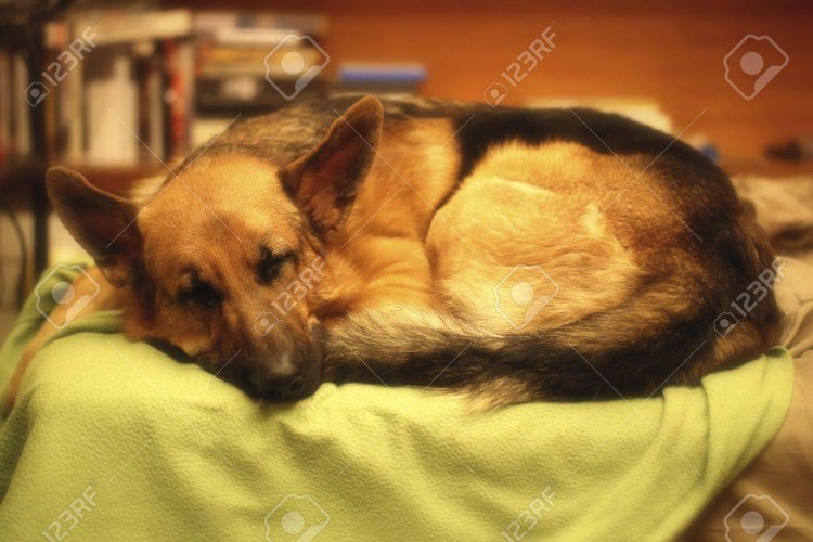 Немецкая овчарка спит