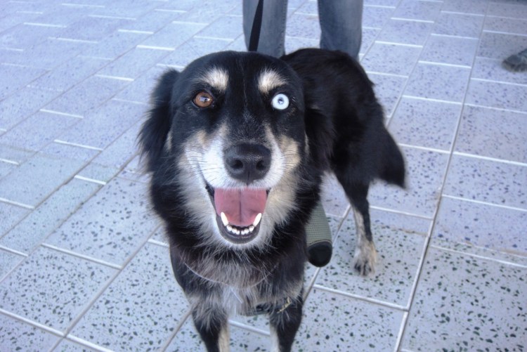 Метис спаниеля и хаски