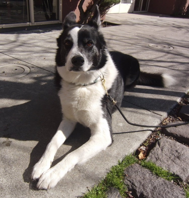 Метис бордер колли