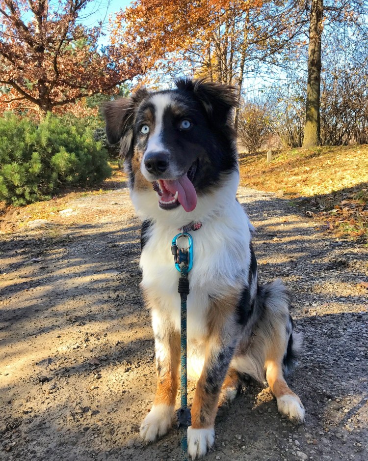 Бордер колли дворняжка