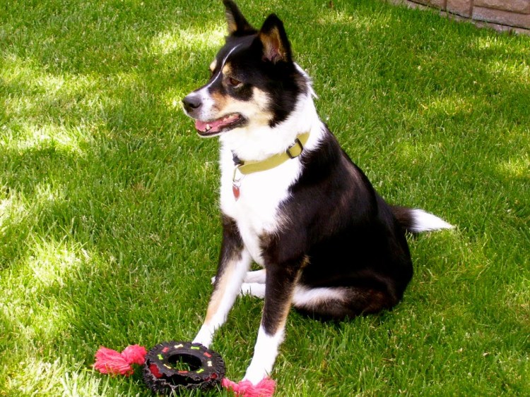 Бордер колли и лайка