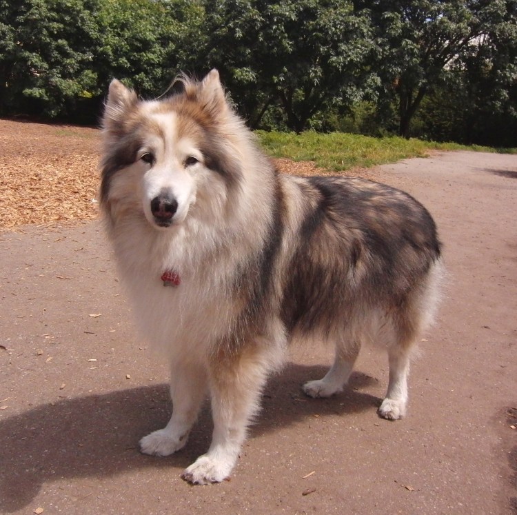 Метис бордер колли и хаски