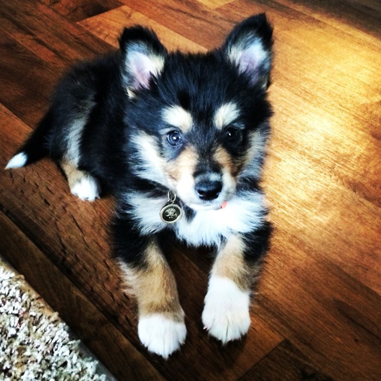 Бордер колли и корги