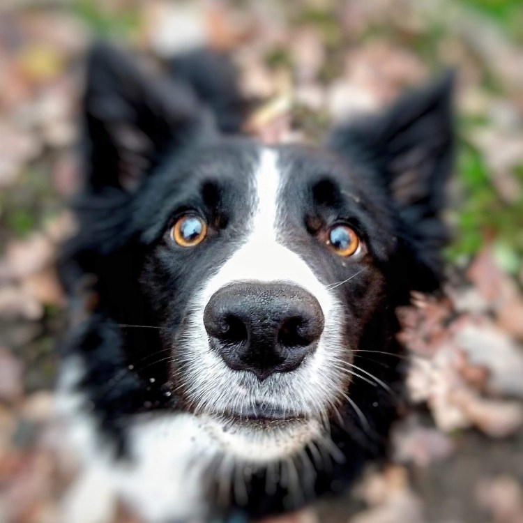 Метис колли и хаски