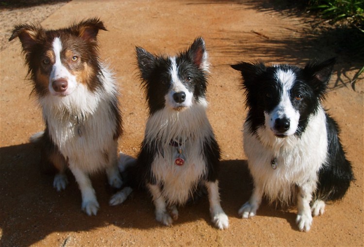 Метис бордер колли