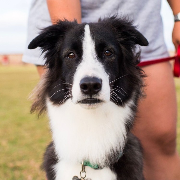 Метис колли и хаски