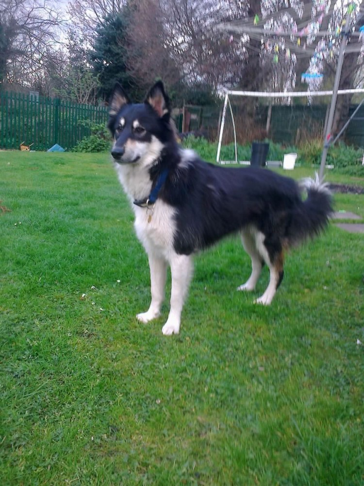 Метис бордер колли