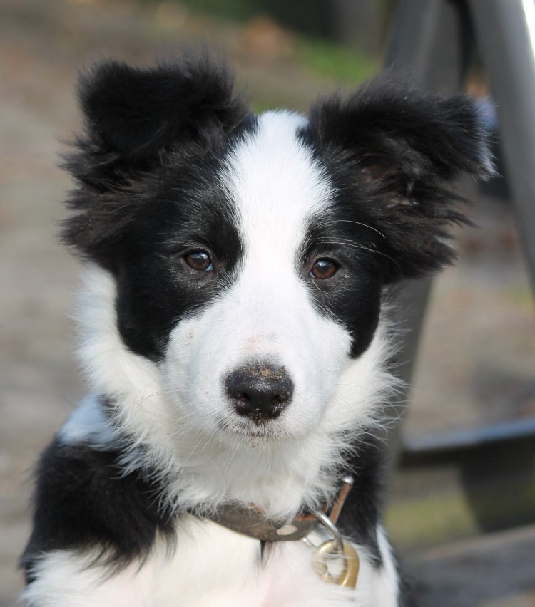 Бордер хаски