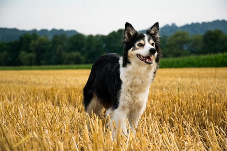Метис бордер колли