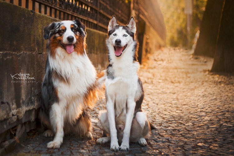 Бордер колли и хаски