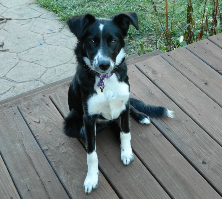 Метис бордер колли и лайки
