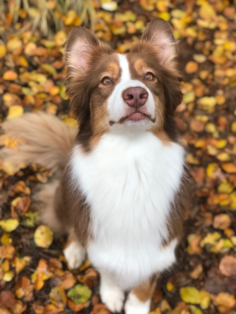 Бордер алабай