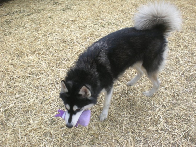 Метис колли и хаски