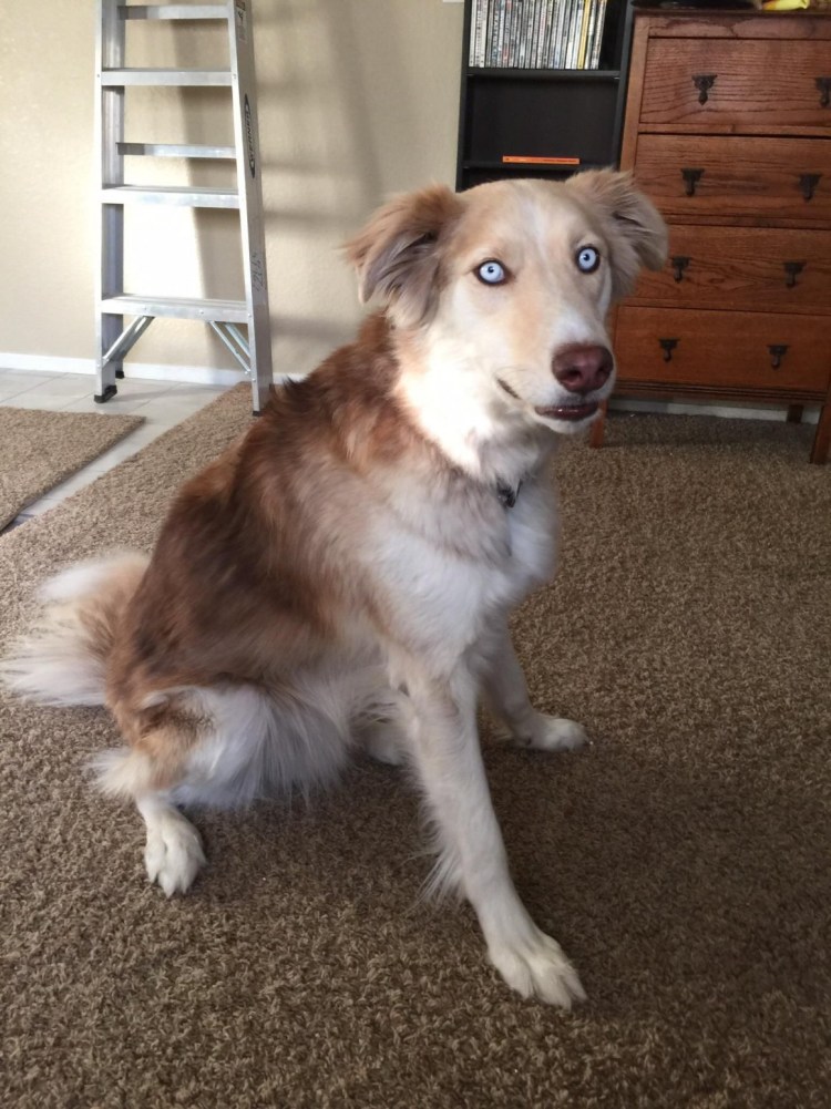 Метис бордер колли