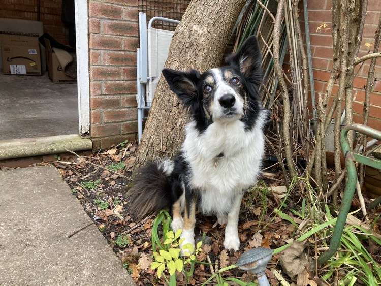 Помесь бордер колли