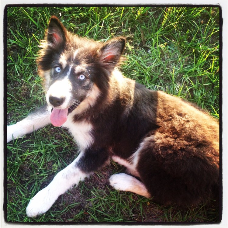 Бордер хаски