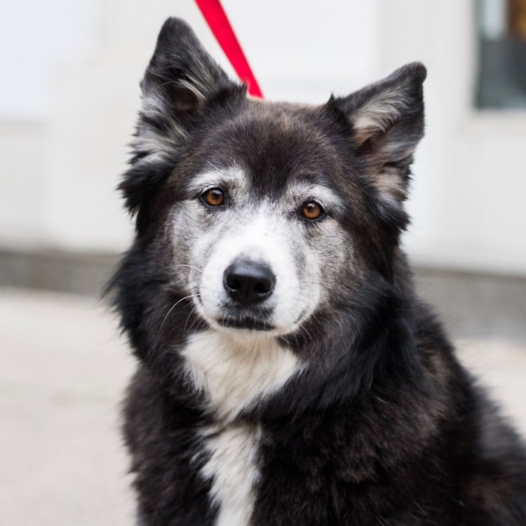 Помесь хаски и колли