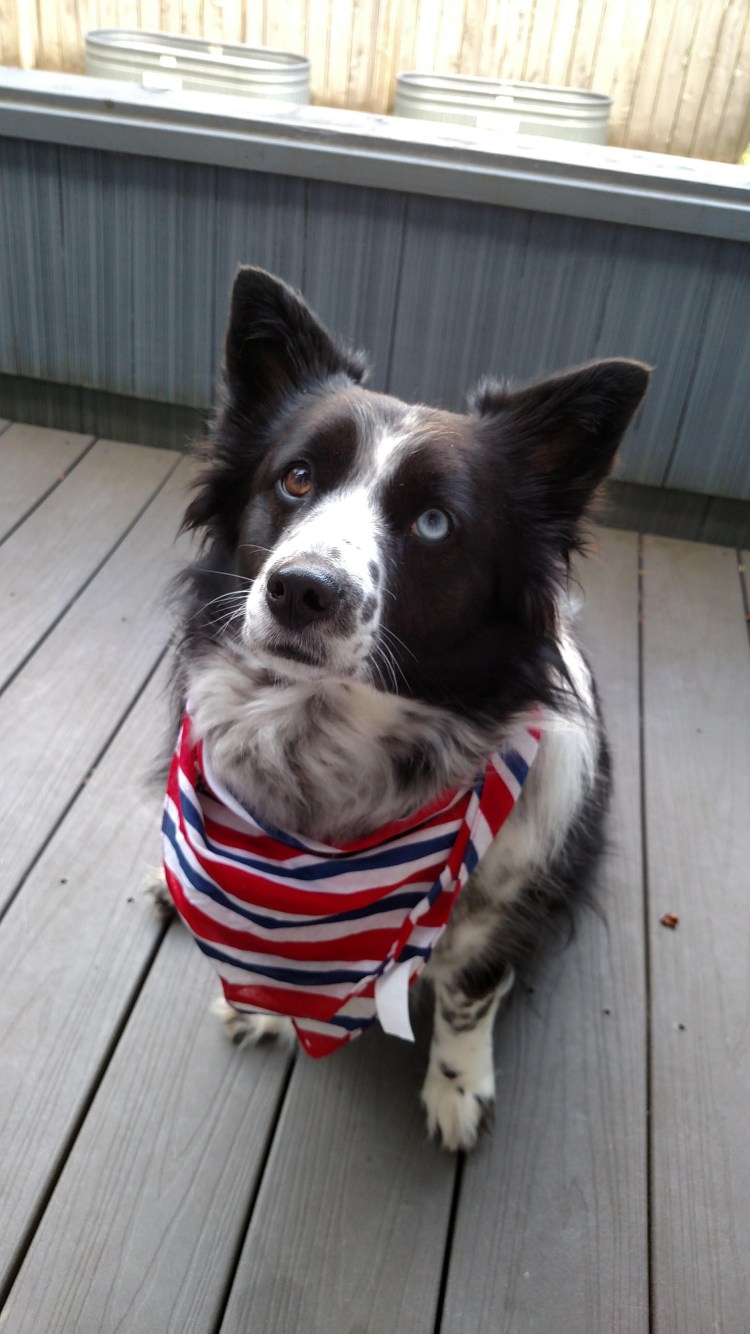 Помесь бордер-колли и шнауцера