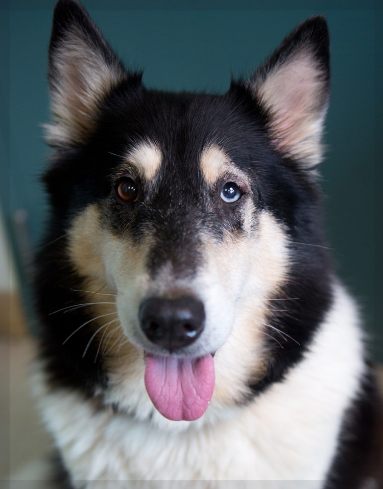 Метис колли и хаски