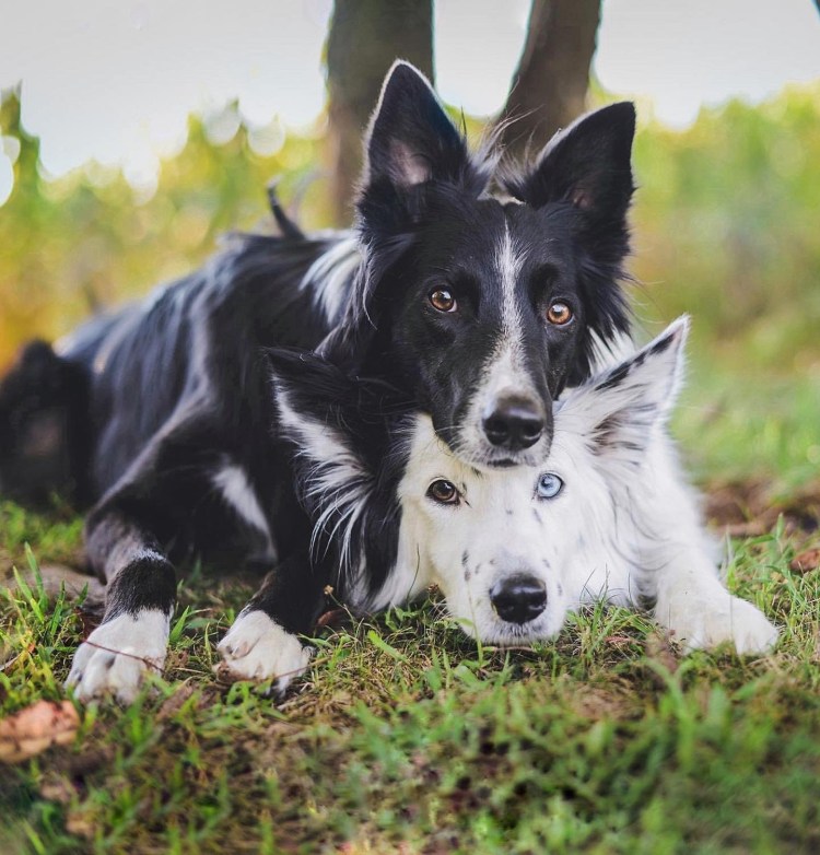 Аусси австралийская овчарка