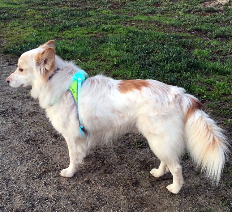 Австралийская овчарка и корги