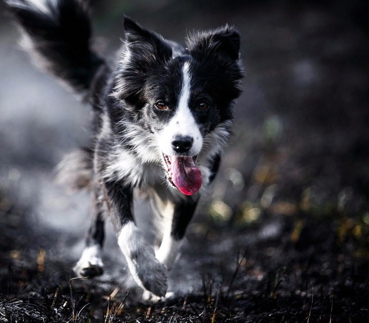 Бордер колли мраморный Триколор