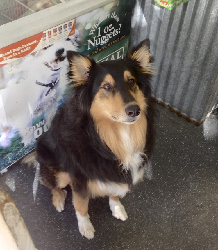 Бордер колли и лайка