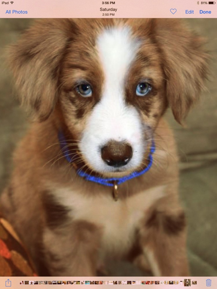 Аусси и хаски