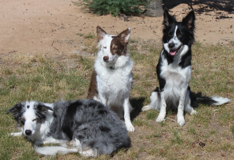Метис бордер колли и лайки