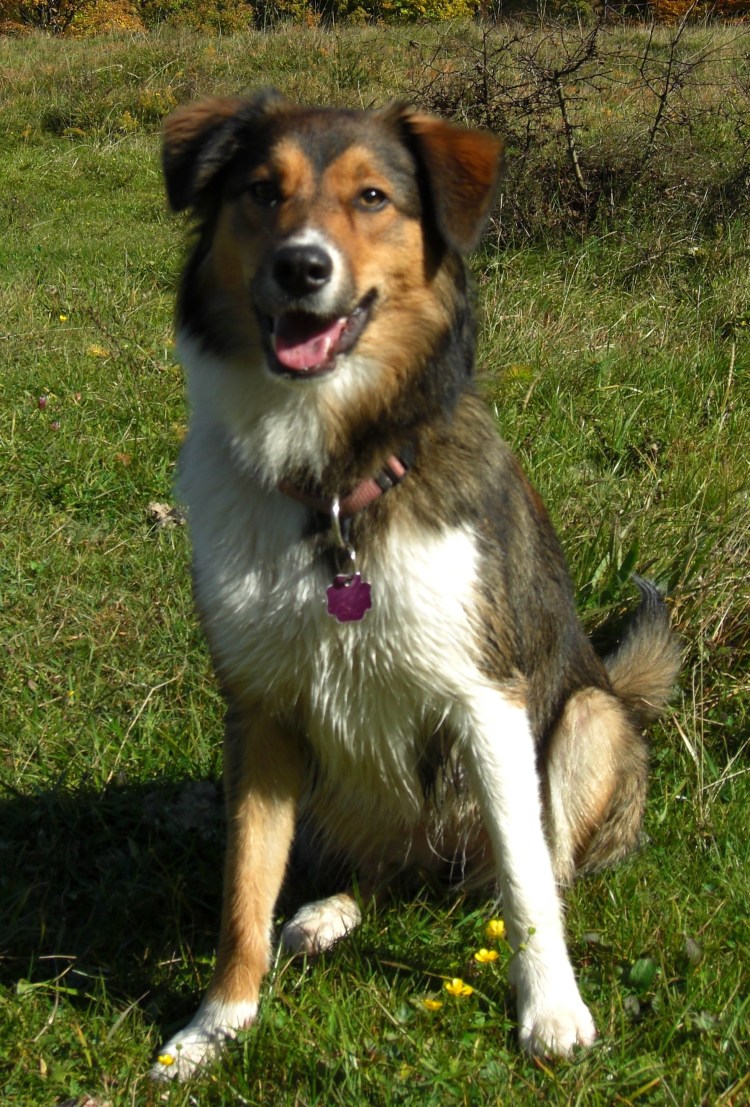 Бордер колли и овчарка