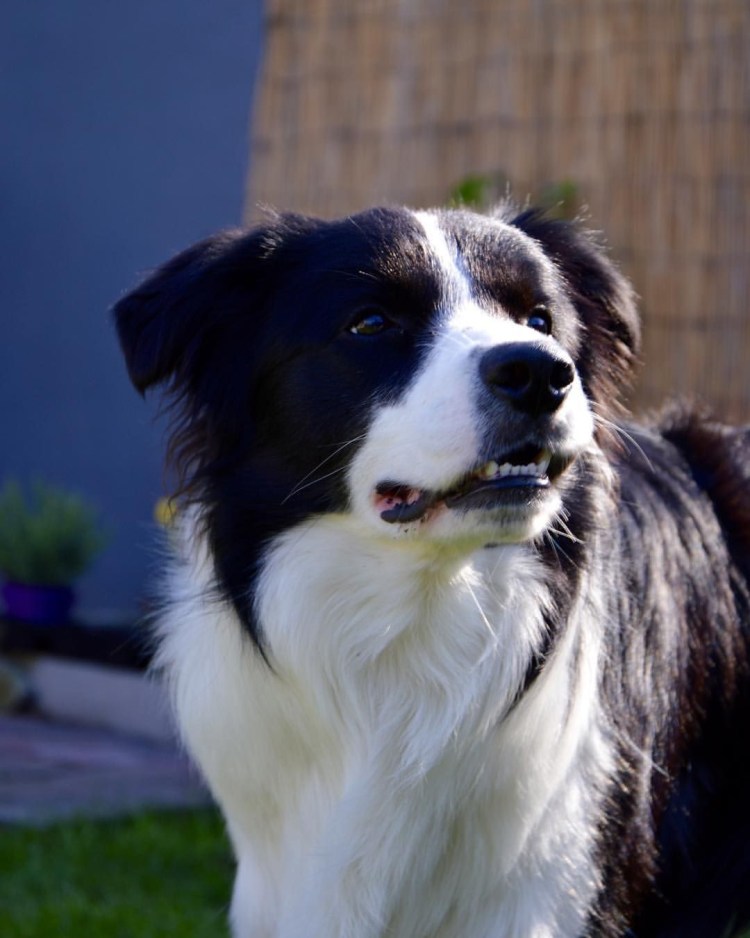 Хаски окраса Мерль