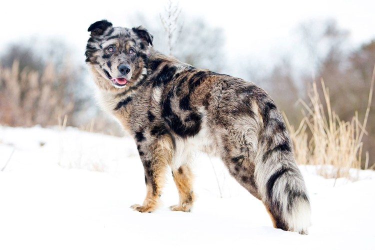 Короткошерстный бордер колли метис