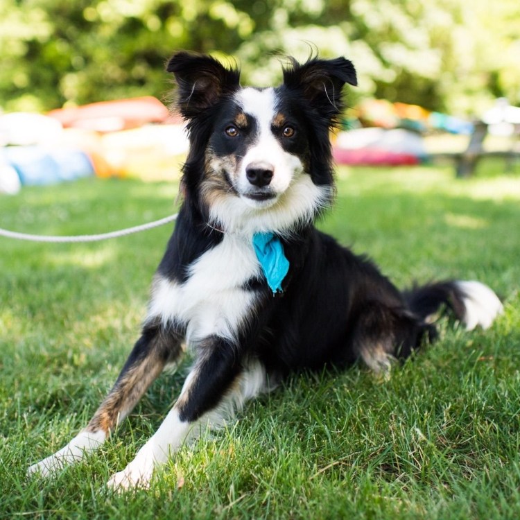 Бордер колли и лайка