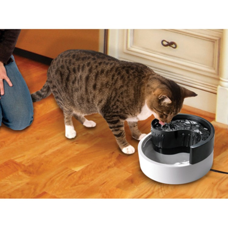 Миски для воды для Мейн кунов